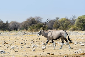 Gemsbok -Oryx gazella-, Etosha National Park, Namibia Gemsbok -Oryx gazella-, Etosha National Park, Namibia
