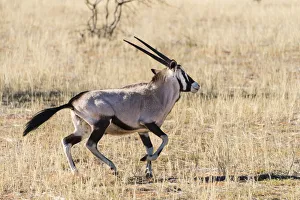 Gemsbok -Oryx gazella-, Kalahari Desert, Namibia Gemsbok -Oryx gazella-, Kalahari Desert, Namibia