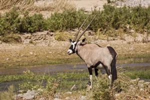 Gemsbok -Oryx gazella-, Kaokoland, Namibia Gemsbok -Oryx gazella-, Kaokoland, Namibia