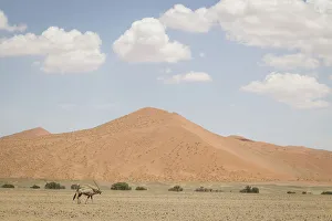Gemsbok, Oryx gazella, in front of scenic landscape, Namib-Naukluft National Park Gemsbok, Oryx gazella, in front of scenic landscape, Namib-Naukluft National Park
