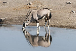 Gemsbok -Oryx gazella- standing in the water drinking, Chudop waterhole Gemsbok -Oryx gazella- standing in the water drinking, Chudop waterhole