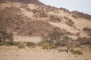 Gemsbok oryx, Oryx gazella, in scenic landscape, Namib-Naukluft Mountain Zebra National Gemsbok oryx, Oryx gazella, in scenic landscape, Namib-Naukluft Mountain Zebra National