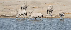 Gemsboks -Oryx gazella-, herd at the Chudop waterhole, Etosha National Park, Namibia Gemsboks -Oryx gazella-, herd at the Chudop waterhole, Etosha National Park, Namibia