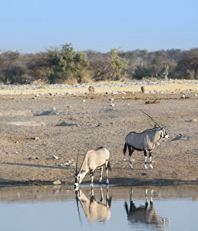 Gemsboks -Oryx gazella- at the waterhole Chudop, Etosha National Park, Namibia Gemsboks -Oryx gazella- at the waterhole Chudop, Etosha National Park, Namibia