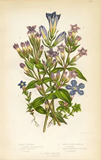 Gentian, Felwort (Gentiana pneumonanthe), Victorian Botanical Illustration Gentian, Felwort (Gentiana pneumonanthe), Victorian Botanical Illustration