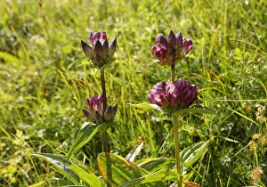 Gentian -Gentiana pannonica-, Mangfall mountains, Upper Bavaria, Bavaria, Germany Gentian -Gentiana pannonica-, Mangfall mountains, Upper Bavaria, Bavaria, Germany