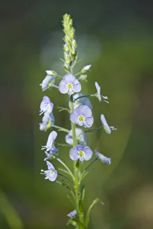 Gentian Speedwell -Veronica gentianoides-, flowering, Thuringia, Germany Gentian Speedwell -Veronica gentianoides-, flowering, Thuringia, Germany