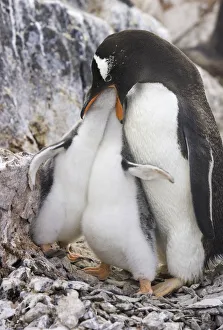Gentoo penguin feeding chicks, Antarctic Pen Gentoo penguin feeding chicks, Antarctic Pen