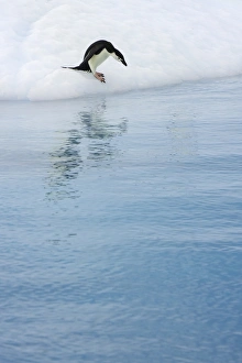 Gentoo penguin, iceberg, Antarctic Peninsula Gentoo penguin, iceberg, Antarctic Peninsula