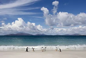 <b class=qtipBold><figcaption>Gentoo Penguin (Pygoscelis papua)</figcaption></b><br>Gentoo Penguins relax on Leopard beach, Carcass Island<br><em>© Ben Cranke</em> Gentoo Penguin (Pygoscelis papua)