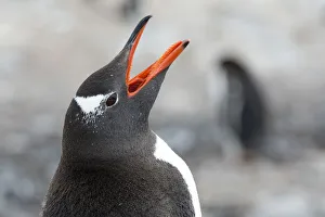 Gentoo Penguin -Pygoscelis papua- calling, portrait, Cuverville Island Gentoo Penguin -Pygoscelis papua- calling, portrait, Cuverville Island