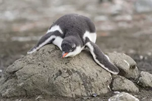 Gentoo Penguin -Pygoscelis papua- chick in downy feathers, asleep, cooling off, Barrientos Island, Aitcho Islands Gentoo Penguin -Pygoscelis papua- chick in downy feathers, asleep, cooling off, Barrientos Island, Aitcho Islands