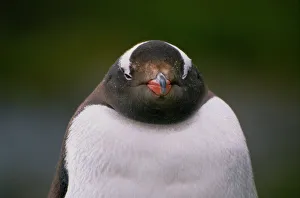 Gentoo penguin (Pygoscelis papua), close-up Gentoo penguin (Pygoscelis papua), close-up