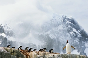 Gentoo penguin (Pygoscelis papua) colony, summer Gentoo penguin (Pygoscelis papua) colony, summer