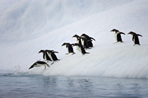 Gentoo penguins on iceberg, Antarctic Peninsula Gentoo penguins on iceberg, Antarctic Peninsula