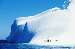Gentoo penguins (Pygoscelis papua) on iceberg Gentoo penguins (Pygoscelis papua) on iceberg