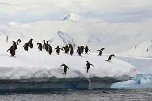Gentoo Penguins -Pygoscelis papua- jumping out of the water onto an ice floe Gentoo Penguins -Pygoscelis papua- jumping out of the water onto an ice floe
