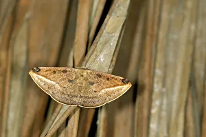 Geometer moth or Geometridae -Geometridae-, Tandayapa region, Andean cloud forest Geometer moth or Geometridae -Geometridae-, Tandayapa region, Andean cloud forest