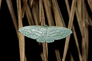 Geometer moth -Geometridae-, Tandayapa region, Andean cloud forest, Ecuador, South America Geometer moth -Geometridae-, Tandayapa region, Andean cloud forest, Ecuador, South America