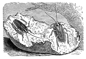 The German cockroach (Blattella germanica) The German cockroach (Blattella germanica)
