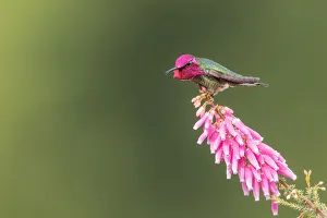 <b class=qtipBold><figcaption>Getting Serious</figcaption></b><br>A male Anna's Hummingbird throwing a serious look at another hummingbird signalling to get off its territory.<br><em>© 2016 Phoo Chan</em> Getting Serious