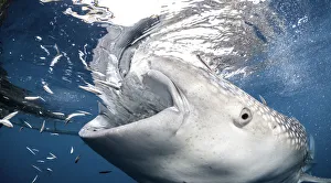 <b class=qtipBold><figcaption>Getting close</figcaption></b><br>Close up view of a whale shark feeding at Cenderawasih Bay. There is a resident population of maybe 30 individuals who live in the Cenderawasih Bay area of West Papua and try to feed off what the fishermen catch over night in their nets. These whales suck on the nets and ingest small fish and other nutrients. The whales themselves are often caught in the nets over night and are usually released the following morning.<br><em>© Wildestanimal 2015</em> Getting close