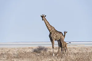 GGiraffe -Giraffa camelopardis- with young standing in the dry grass land, Etosha Pan GGiraffe -Giraffa camelopardis- with young standing in the dry grass land, Etosha Pan