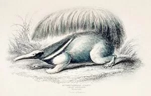 Giant anteater engraving 1855