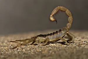 Giant desert hairy scorpion (Hadrurus arizonensis) Giant desert hairy scorpion (Hadrurus arizonensis)