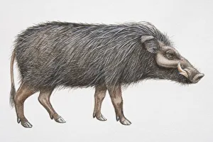 Giant Forest Hog (Hylochoerus meinertzhageni), side view Giant Forest Hog (Hylochoerus meinertzhageni), side view