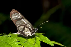 Giant Glaswing -Methona confusa- perched on leaf, Tambopata Nature Reserve, Madre de Dios Giant Glaswing -Methona confusa- perched on leaf, Tambopata Nature Reserve, Madre de Dios