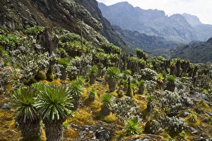 Giant Groundsels -Dendrosenecio- in the Rwenzori Mountains, Uganda