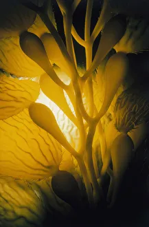 <b class=qtipBold><figcaption>Giant Kelp</figcaption></b><br>Jeff Rotman Underwater Photography, a0106-000119 Giant Kelp