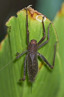 Giant lobster cricket -Panoploscelis specularis-, Tiputini rainforest Giant lobster cricket -Panoploscelis specularis-, Tiputini rainforest