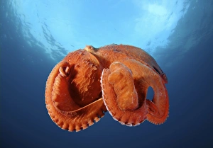 Giant Pacific octopus or North Pacific giant octopus -Enteroctopus dofleini-, Japan Sea Giant Pacific octopus or North Pacific giant octopus -Enteroctopus dofleini-, Japan Sea