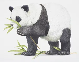 Giant Panda, Ailuropoda melanoleuca eating some bamboo leaves Giant Panda, Ailuropoda melanoleuca eating some bamboo leaves