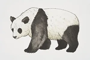 Giant Panda (ailuropoda melanoleuca), side view Giant Panda (ailuropoda melanoleuca), side view