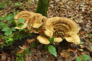 Giant Polypore -Meripilus giganteus-, Switzerland Giant Polypore -Meripilus giganteus-, Switzerland