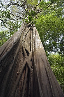 Giant rainforest tree in the flooded Varzea forest, Mamiraua National Park, Manaus Giant rainforest tree in the flooded Varzea forest, Mamiraua National Park, Manaus