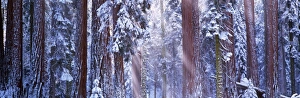 Giant redwood trees (Sequoiadendron giganteum) winter, California, USA Giant redwood trees (Sequoiadendron giganteum) winter, California, USA