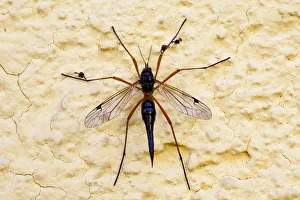 Giant sabre comb-horn cranefly -Tanyptera atrata-, wine district, Lower Austria, Austria Giant sabre comb-horn cranefly -Tanyptera atrata-, wine district, Lower Austria, Austria