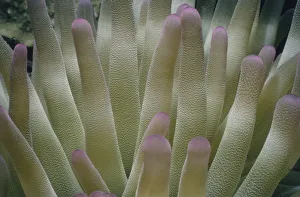 <b class=qtipBold><figcaption>Giant Sea Anemone Tentacles</figcaption></b><br>Jeff Rotman Underwater Photography, a0106-000116 Giant Sea Anemone Tentacles