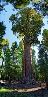 Wellingtonia Gallery: Giant sequoia General Sherman -Sequoiadendron giganteum- in the Giant Forest