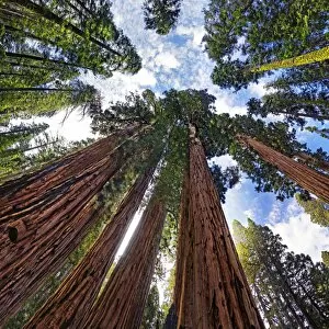 Sequoiadendron Giganteum Gallery: Giant sequoia trees -Sequoiadendron giganteum-, frog perspective, the Giant Forest