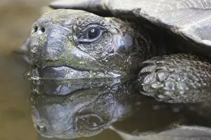 Giant Tortoise (Geochelone elephantopus) in water, close-up