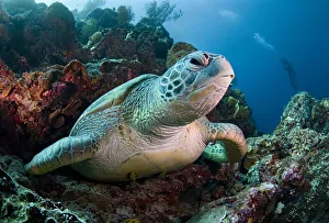 <b class=qtipBold><figcaption>Giant turtle of Bunaken</figcaption></b><br>Bunaken - place of inhabitant of huge turtles.<br><em>© Andrey Narchuk</em> Giant turtle of Bunaken
