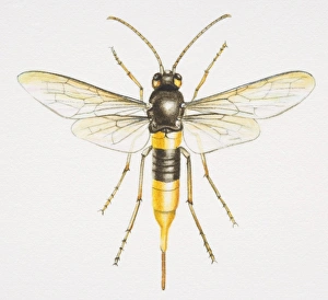 Giant Wood Wasp, Urocerus gigas, front view Giant Wood Wasp, Urocerus gigas, front view