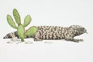 Gila Monster lizard (Heloderma suspectum), perched behind a cactus