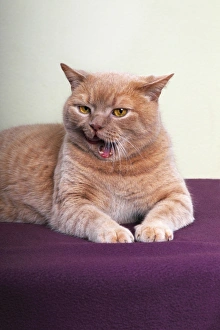 Ginger British Shorthair, tomcat, Germany Ginger British Shorthair, tomcat, Germany