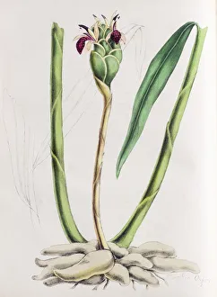 Ginger plant (Zingiber officinale), from Plantae Utiliores or Illustrations of useful Ginger plant (Zingiber officinale), from Plantae Utiliores or Illustrations of useful